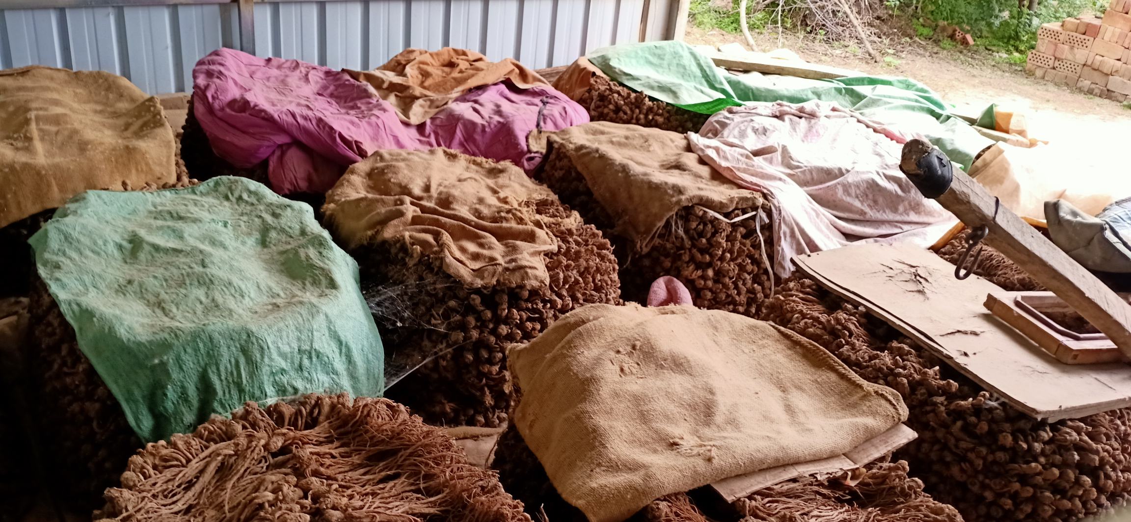 当归田土壤封闭除草作业实景