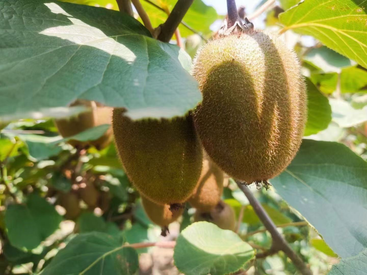 一株生长在山林中的白猕猴桃藤本植物,展示其带白色绒毛的茎叶和部分裸露于土壤外的粗壮根系;旁边摆放已清洗晒干的白猕猴桃根,呈圆柱形,表面灰褐色,有纵向皱纹,断面为浅黄色,质地坚硬 白猕猴桃植株与根部特写