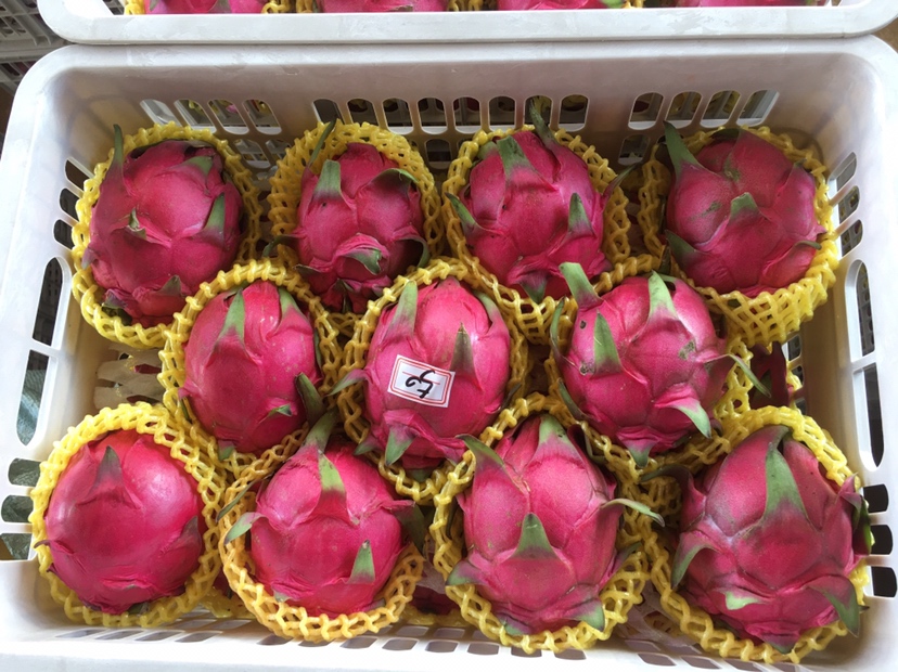 红心火龙果用于制作果昔