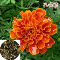 孔雀草种子混色四季易活复色小万寿菊花籽观赏阳台盆栽