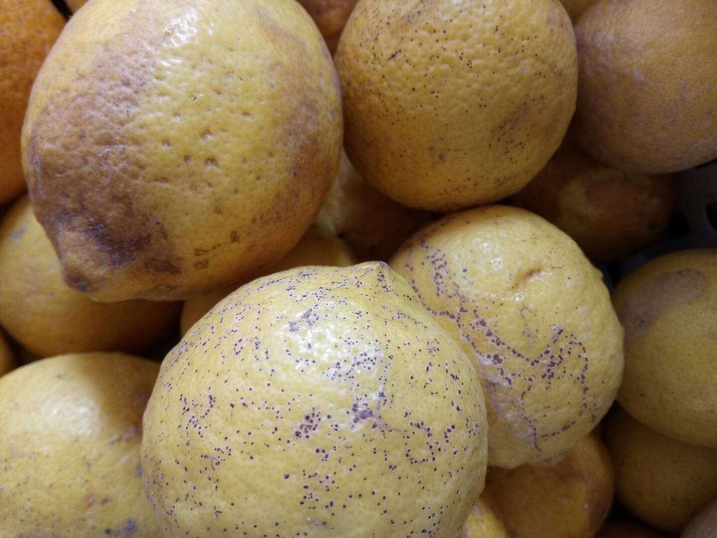 安岳柠檬特写