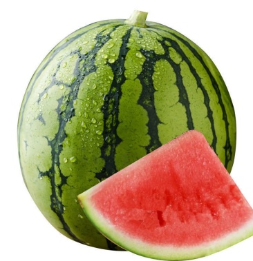 [金花西瓜苗批发]金花西瓜苗 金花嫁接西瓜苗 包回收 金花嫁接苗西瓜