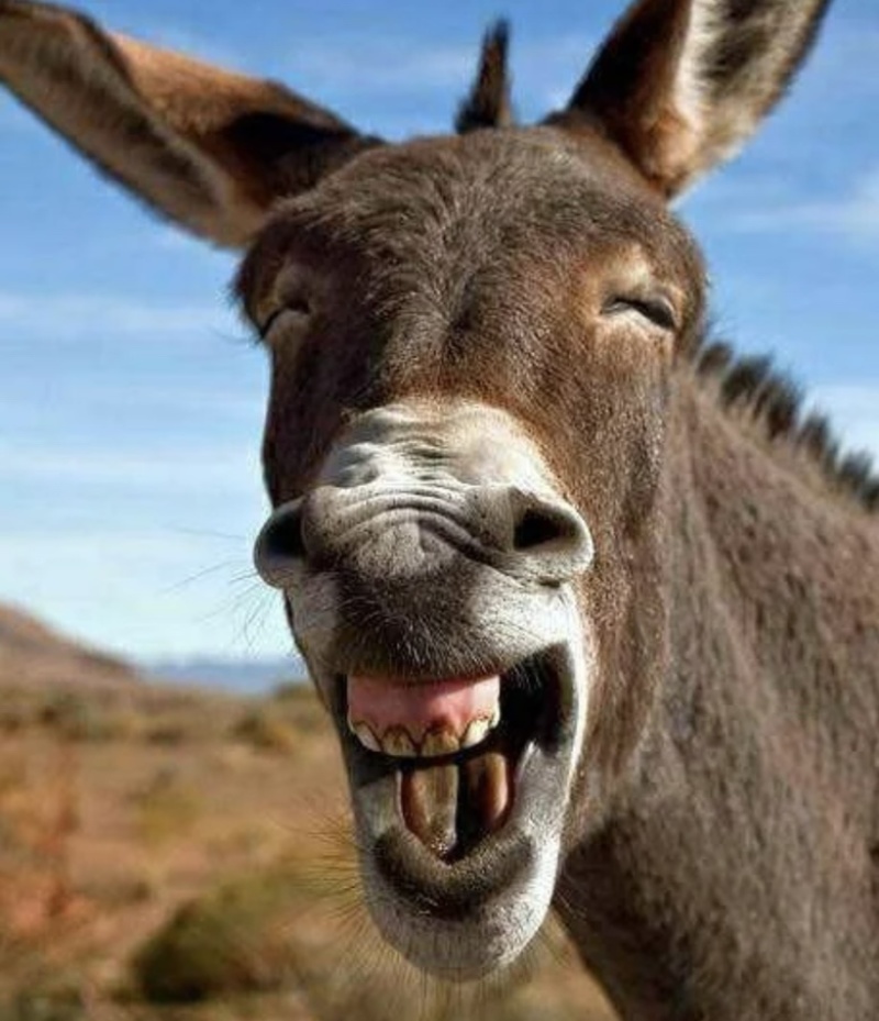 天上龙肉,地上驴肉