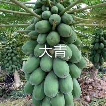 大青大白木瓜苗水果木瓜红肉木瓜组培水果木瓜