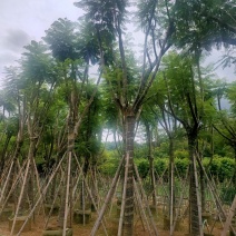 （自家基地）蓝花楹15-18公分大量供应