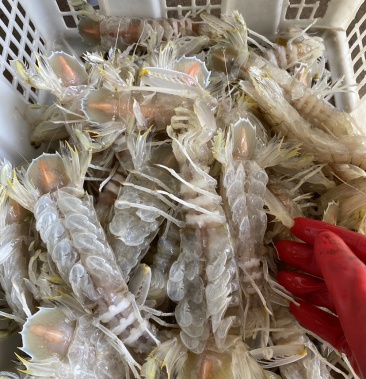 北海全母带膏熟冻皮皮虾带籽濑尿虾爬爬虾批发虾爬子