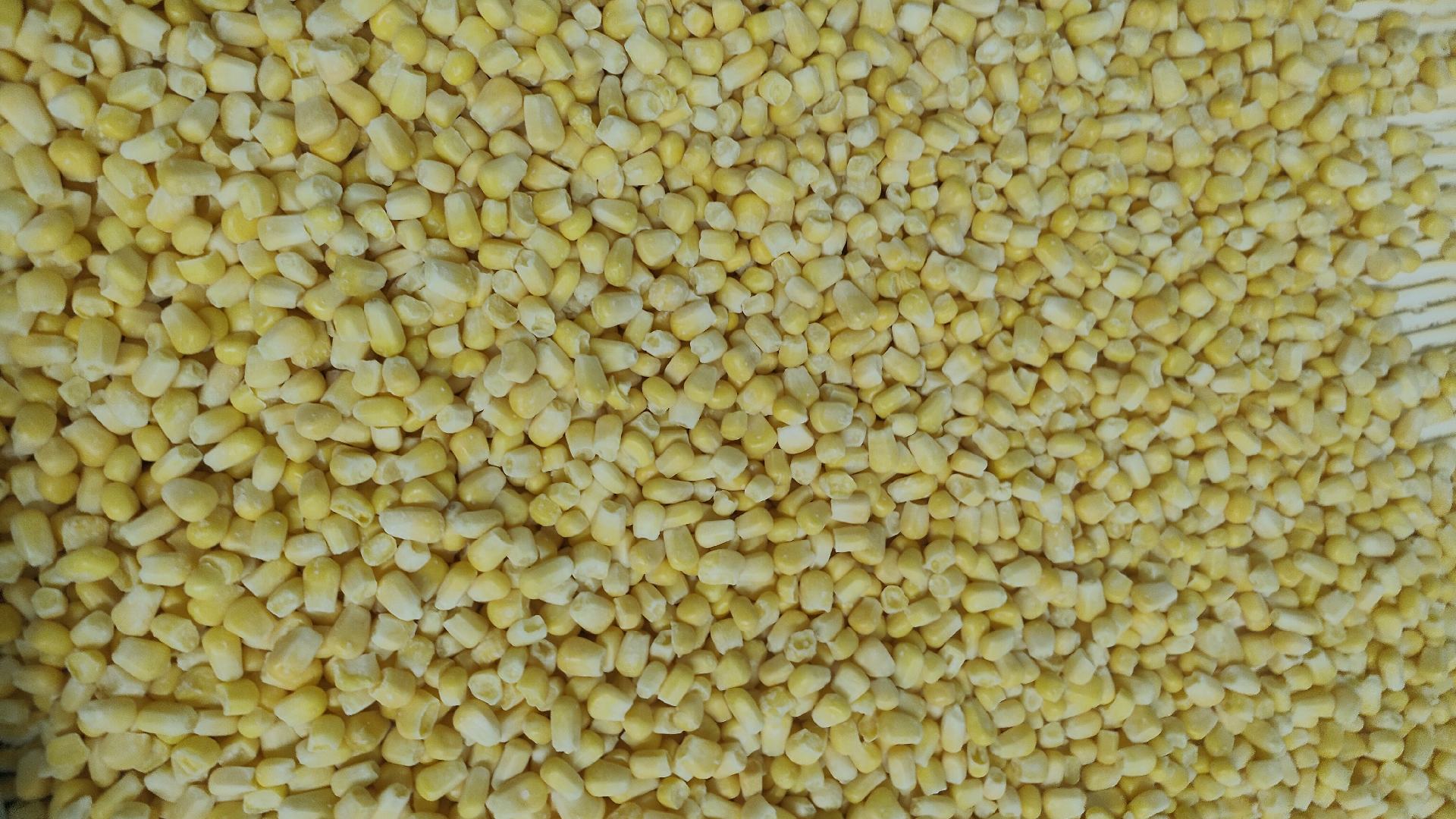 水果玉米特写展示其饱满多汁的玉米粒