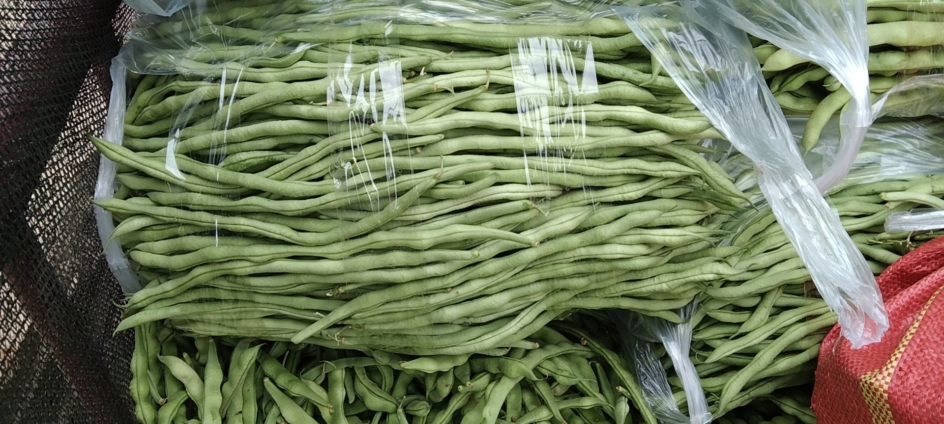 白扁豆储藏展示图