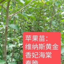 香妃海棠苗，伊犁本地撒种嫁接历时两年，苗子健壮成活率高