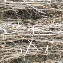 枣苗，占地枣树
