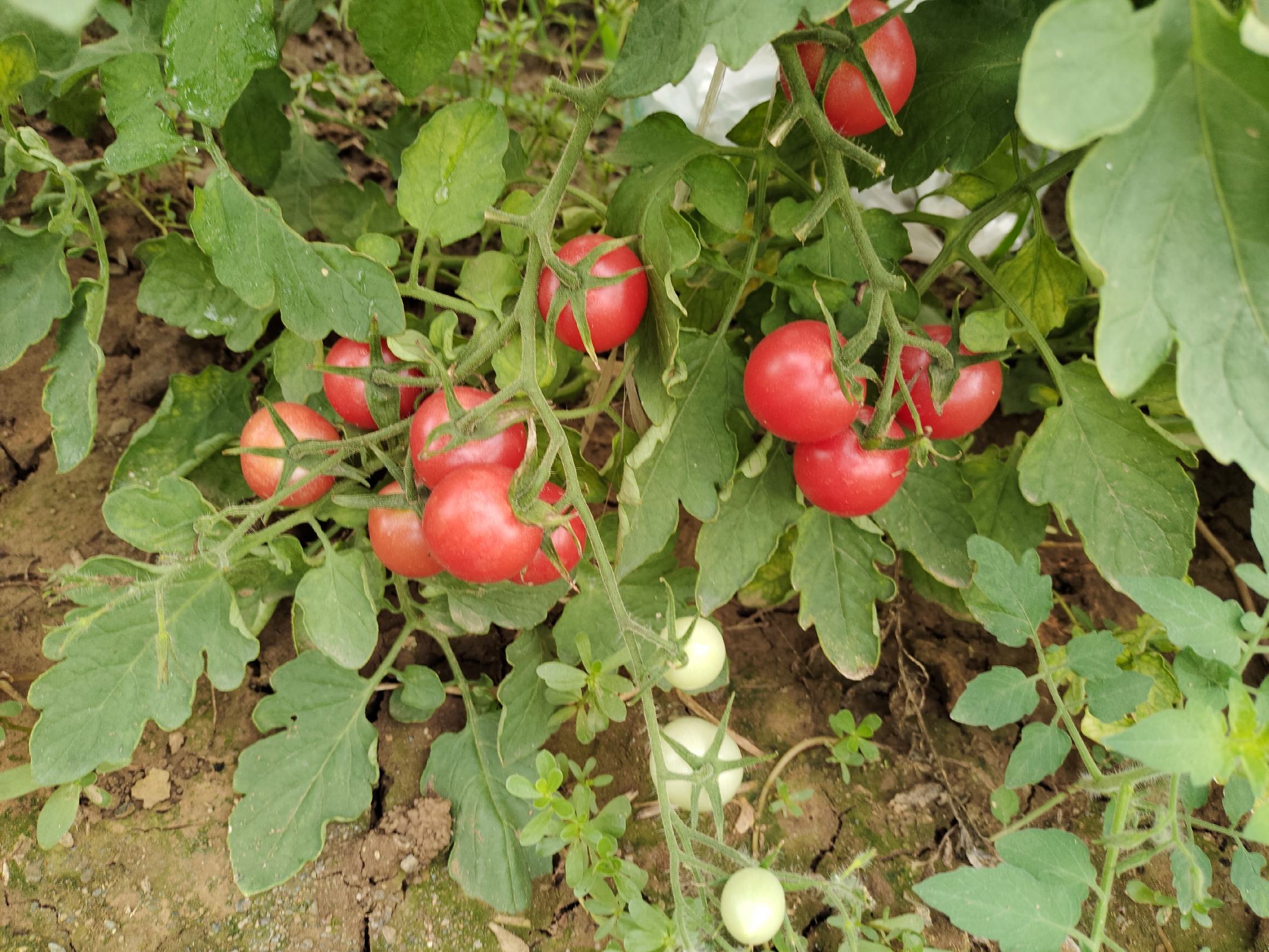 温室栽培条件下,左侧为贝贝1号番茄植株,叶片深绿、节间较短;右侧为传统‘圣女’品种,叶片较浅、生长势较强。两株均处于开花结果期,可清晰观察到花序结构差异:贝贝1号为多歧聚伞花序,坐果密集;传统圣女果为典型总状花序,果实分布较稀疏。背景可见悬挂的温湿度传感器与营养液滴灌系统。 贝贝1号与传统圣女果植株对比图