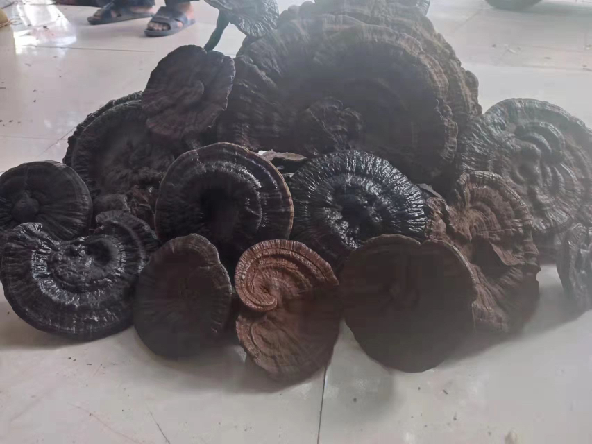 红参与灵芝实物对比图