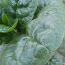 豆腐菜急需卖
