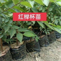 杯苗榉树杯苗容器苗高度70公分-1.2米苗圃发货