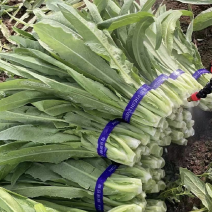 精品油麦菜山东曹县种植基地常年供应可捆绑