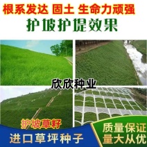 护坡草籽护坡大王护坡草坪种子四季常青护坡种子护坡固土草籽