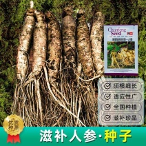人参种子东北长白山野山参子正品四季种植人参种子多年生药材