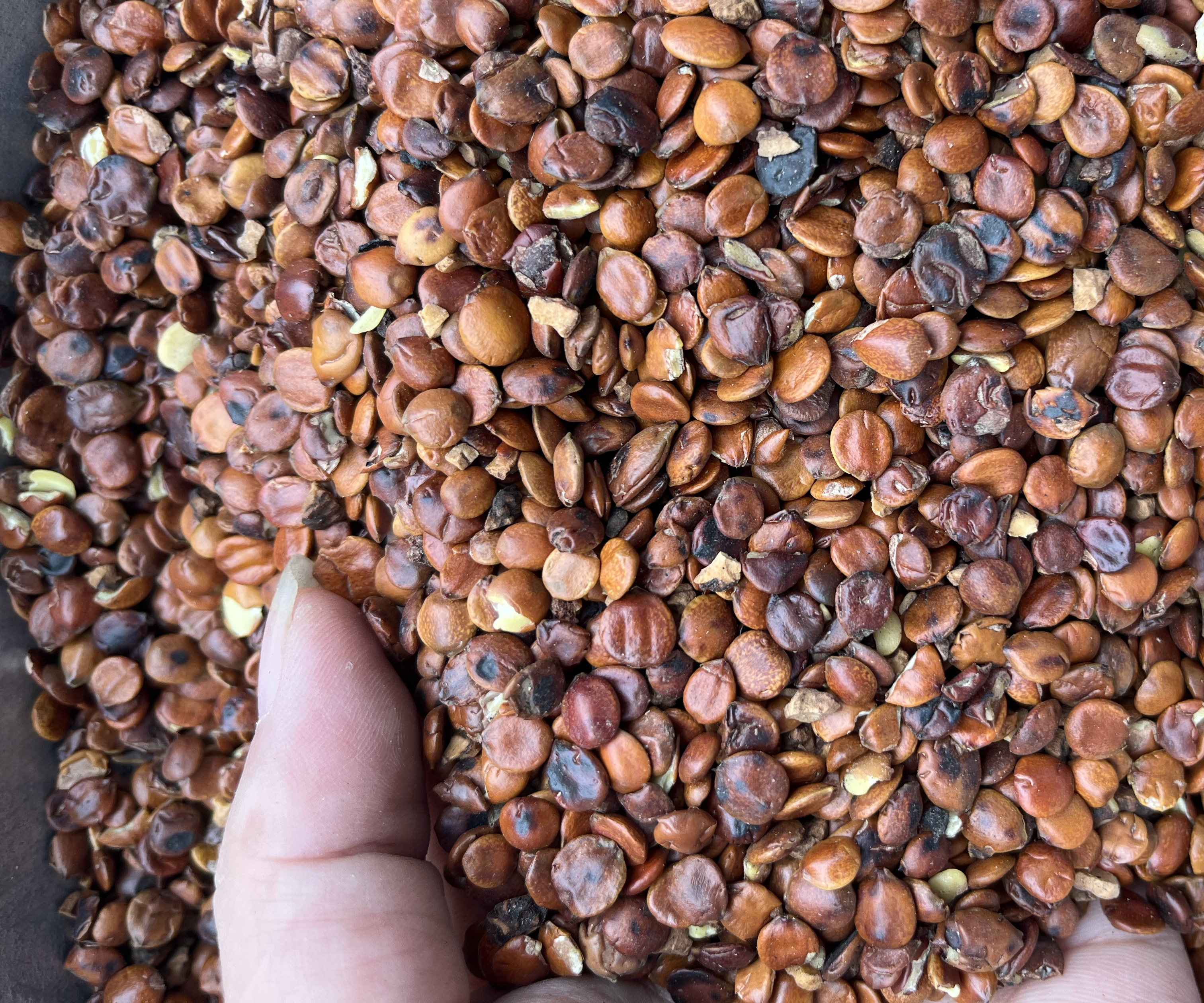 侧柏子加工生产线场景