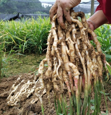 [白姜批发]重庆江津农家种植的大白姜生姜仔姜竹根姜价格4.