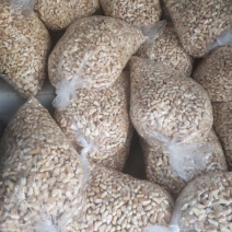 南漪湖野生小菱角米量大优惠