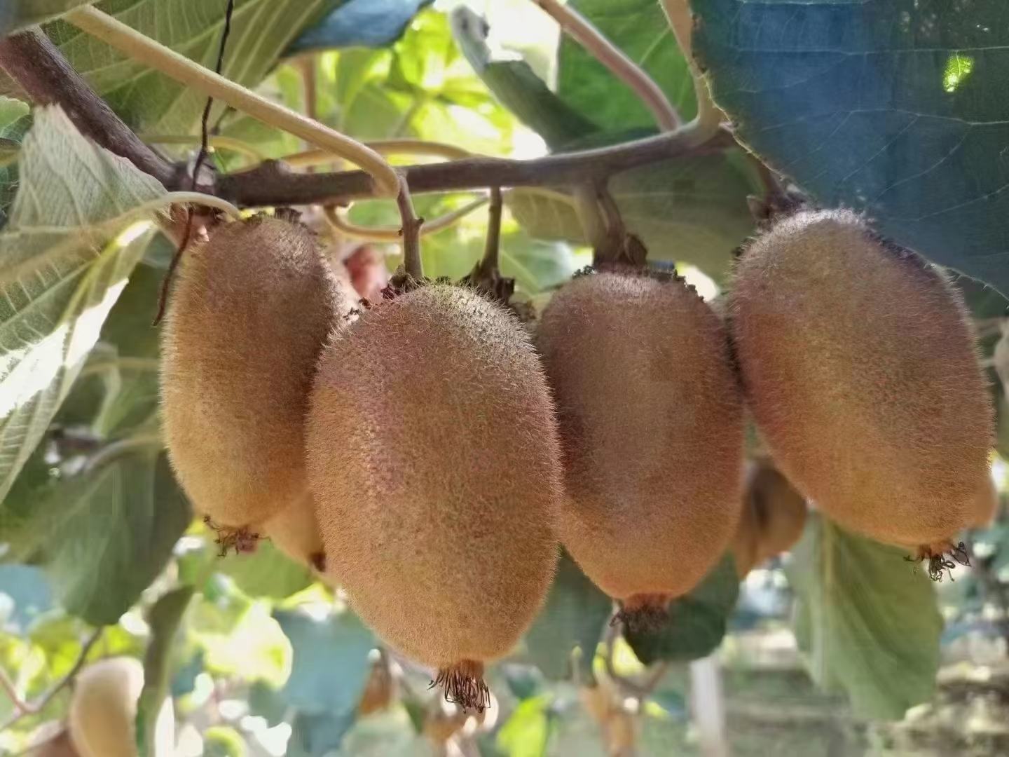 翠香猕猴桃与猕猴桃百香果外观对比图