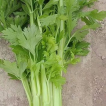优质西芹甘肃一手货源量大从优对接商超批发商