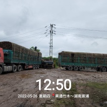 湘西雪峰山菜架竹、竹竿、竹架条、金竹、铁竹、白竹、水竹