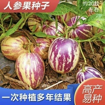人参果种子四季播种籽特色水果种子四心室黄心高产大面积长寿