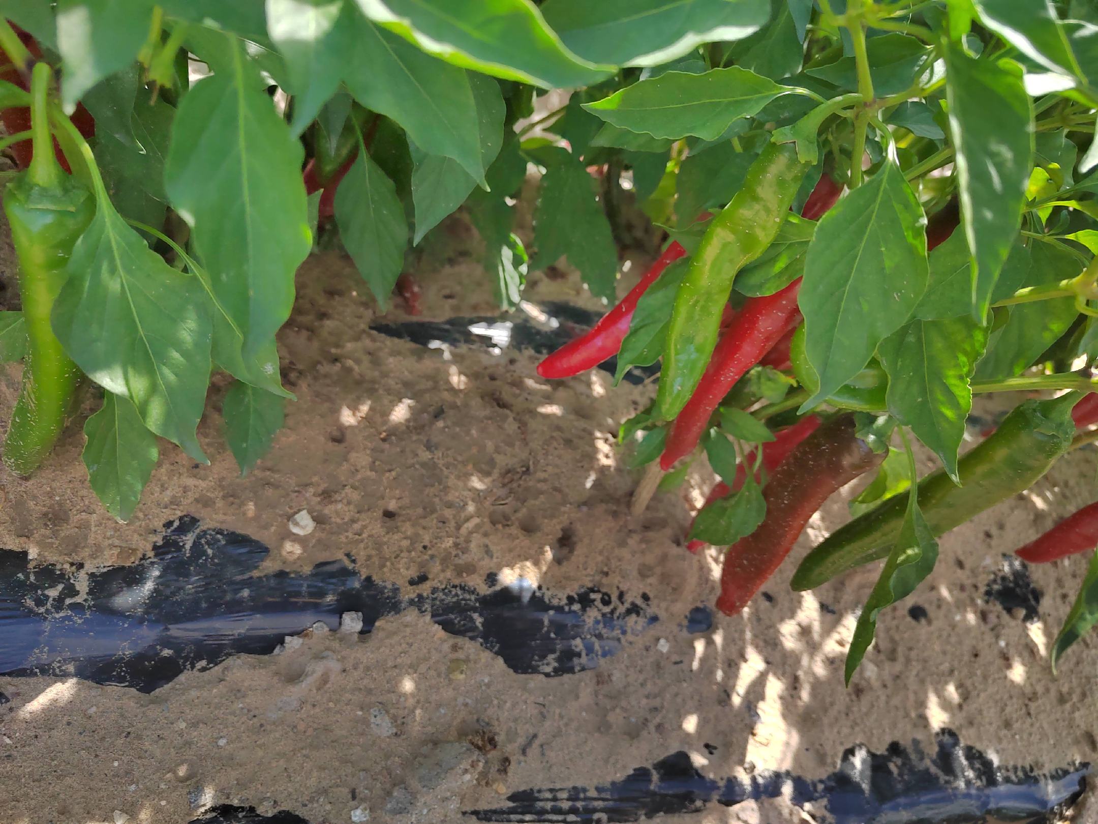红椒种植基地航拍图,展示成片的红椒田地,绿色与红色交织 红椒种植基地航拍图