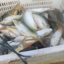 贵州红尾裸鲤基地直供，货源充足，品质保证可视频看货