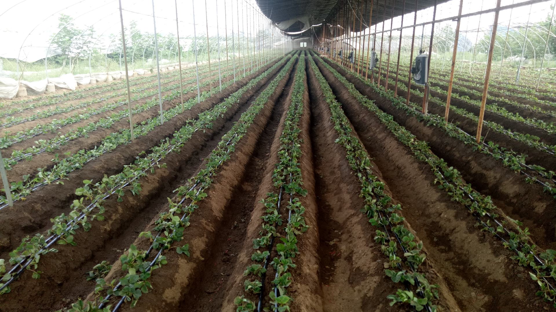 章姬草莓植株与果实特写