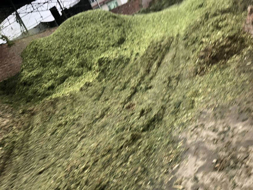 甜玉米杆正在与树叶混合进行堆肥处理,背景为农村堆肥场地 甜玉米杆堆肥处理