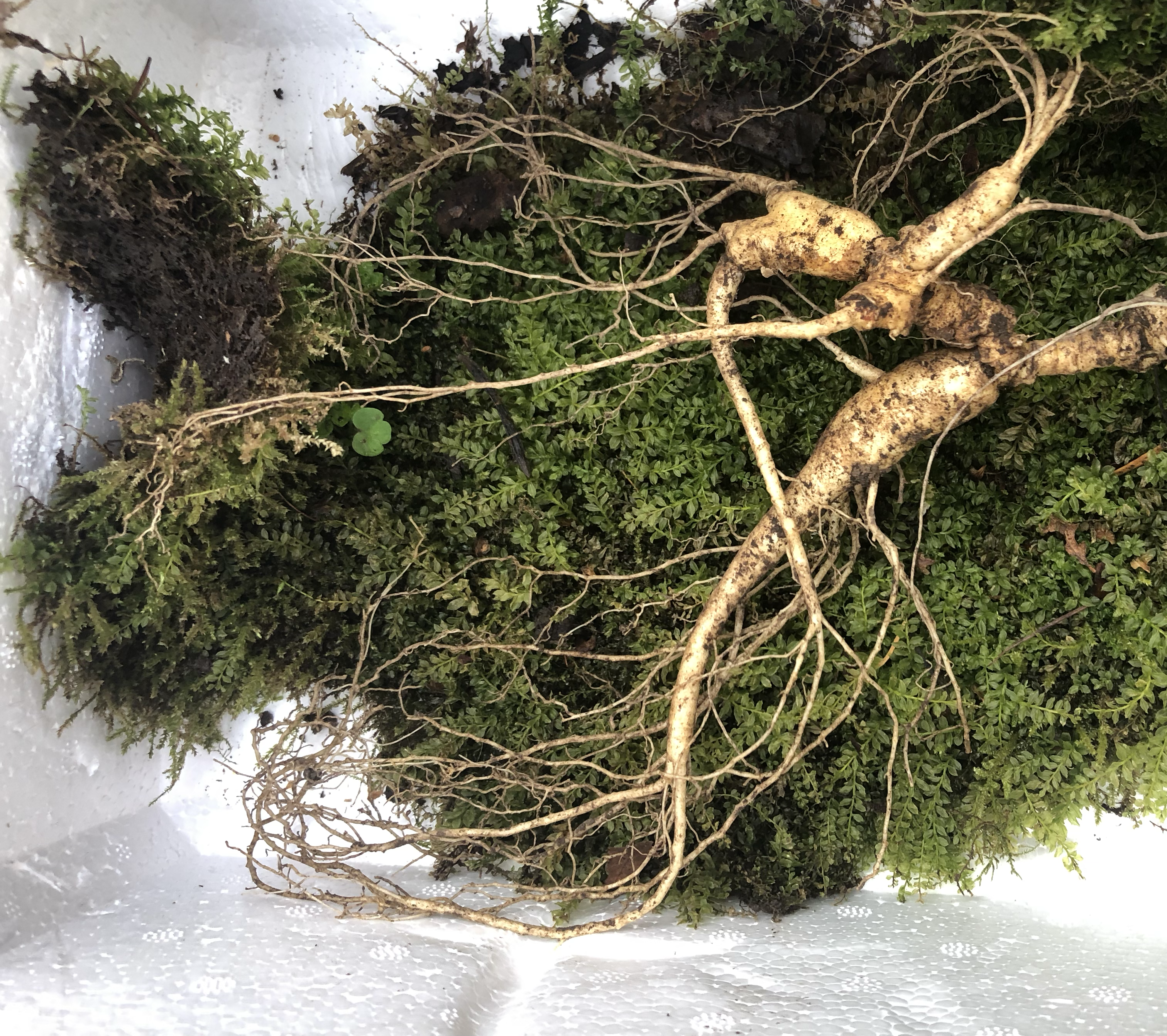 人参种植田土壤排水不良,易导致根部积水腐烂 人参种植田土壤排水不良
