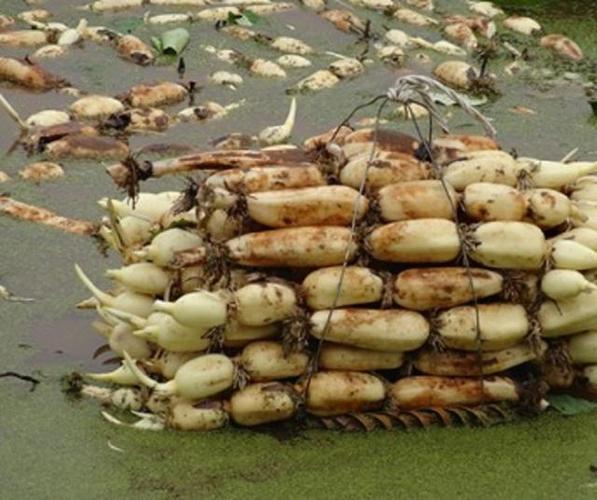 全国莲藕主产区2024年春季采收现场实景图