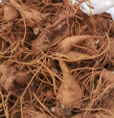 [香附批发]新鲜白附子价格20.00元/斤 - 一亩田