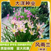 风雨兰种球重瓣四季开花雨兰葱兰韭兰耐寒耐热庭院种植