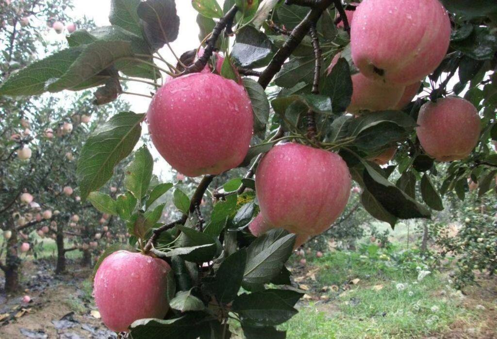 红星苹果特写展示