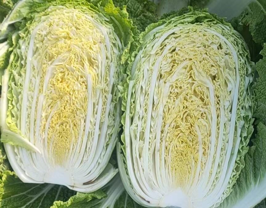 白菜横切面结构示意图