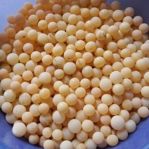 36/54/100个甲鱼蛋宝宝辅食新鲜可食用老鳖蛋现挖现