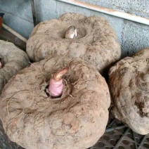 魔芋豆腐