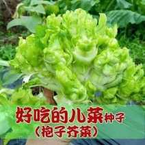 儿菜种子抱子芥儿菜种籽儿菜种籽重庆菜籽蔬菜种娃娃菜种子