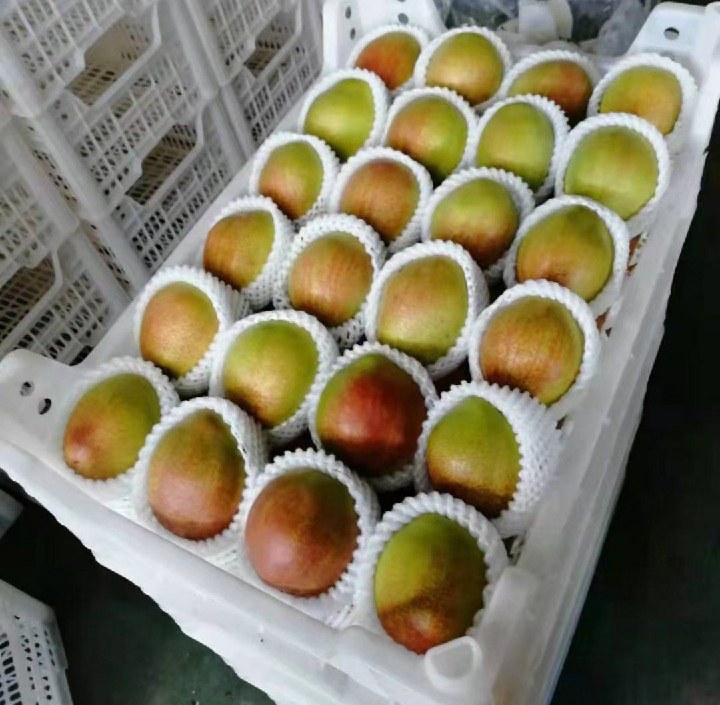 葡萄园套袋操作示意图