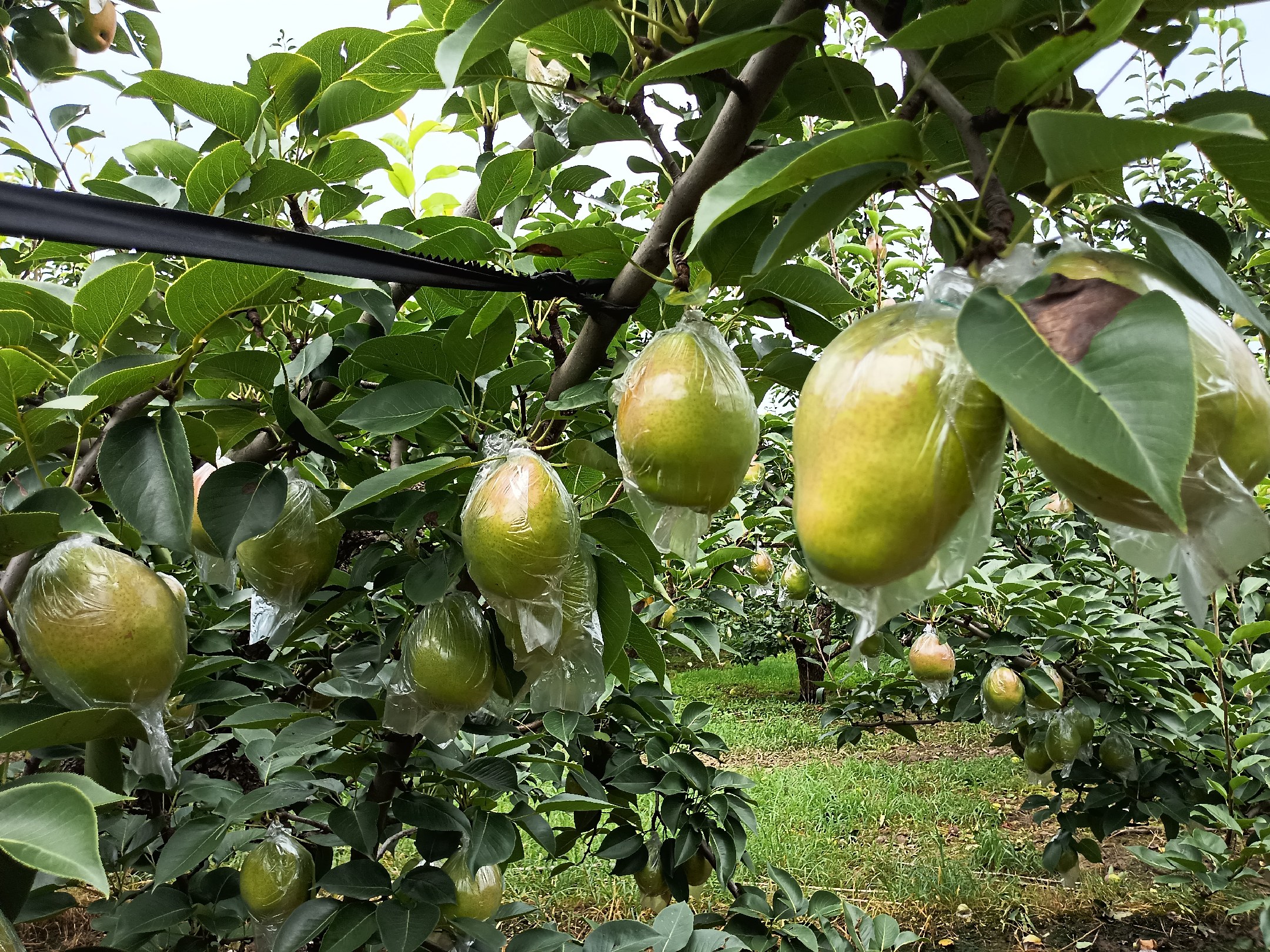 丰水梨标准化果园全景