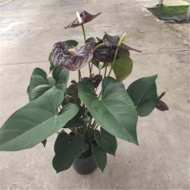 黑掌盆栽带花发货稀有花烛带花掌以上带盆土绿植室内植物