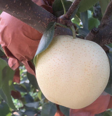 [黄金梨批发]博望黄金梨价格1.00元/斤 - 一亩田