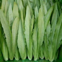 邯郸油麦菜产地直发油麦菜全国发货诚信经营货源充足