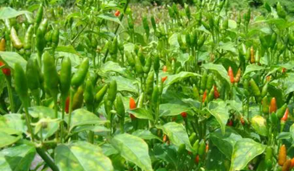 小米椒与辣椒对比图