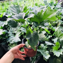 春羽绿植盆栽室内客厅花卉水养水培好养办公室绿萝春雨水培