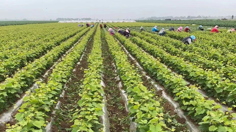 红提与美人指主要产地分布图,标注中国主要种植区域及产量占比 红提与美人指主要产地分布图
