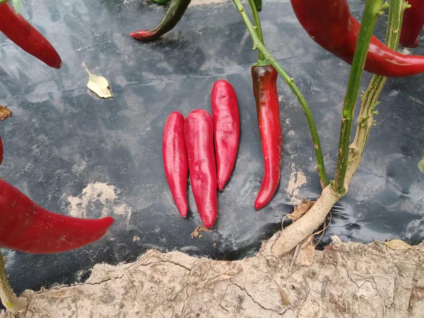 红椒的种类展示图